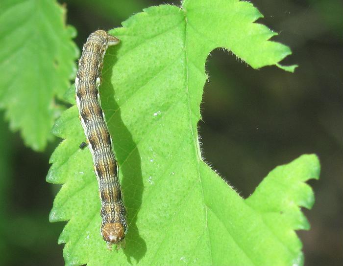 Quale bruco? - Erannis defoliaria